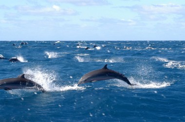 rencontre avec les dauphins en france