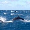 Planète Dauphins