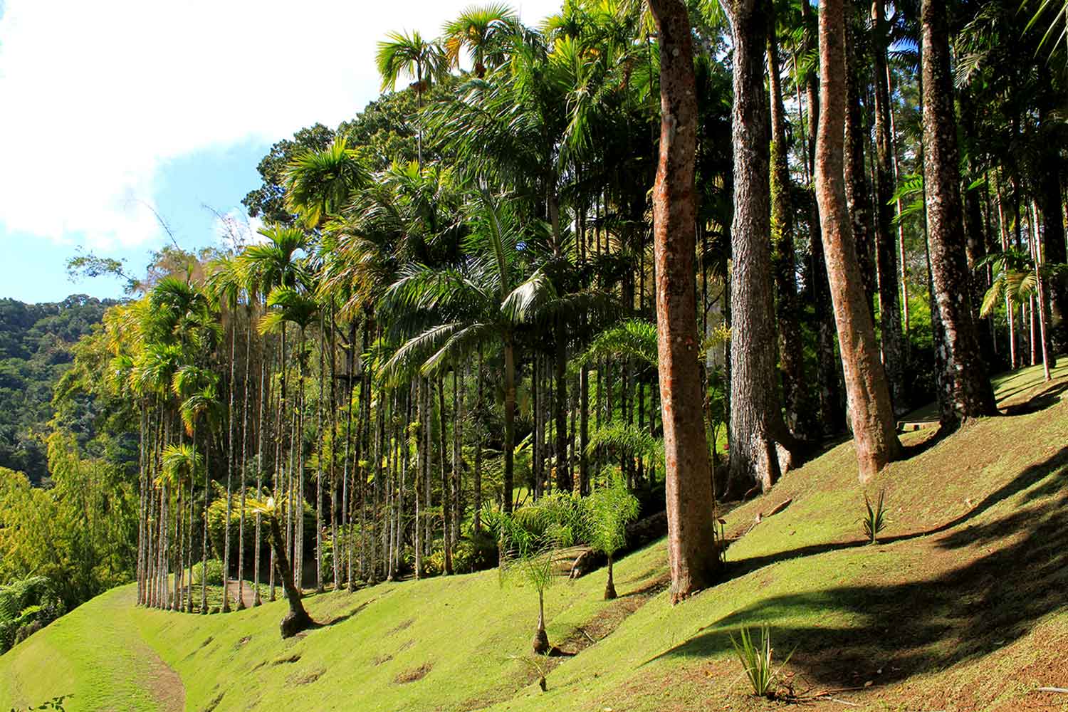 Jardin de Balata - Martinique Active